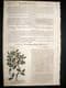 Gerards Herbal 1633 Hand Col Botanical Print. Holly Tree, Rhamnus Buckthorn | Albion Prints